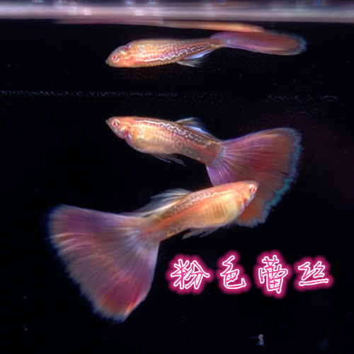 粉狮樱花金粉粉色孔雀鱼