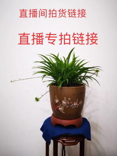 天然翡翠A货直播专拍链接