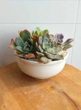 2.8元欧式奶黄色圆形陶瓷多肉植物家居桌面摆设花卉绿植景观花盆
