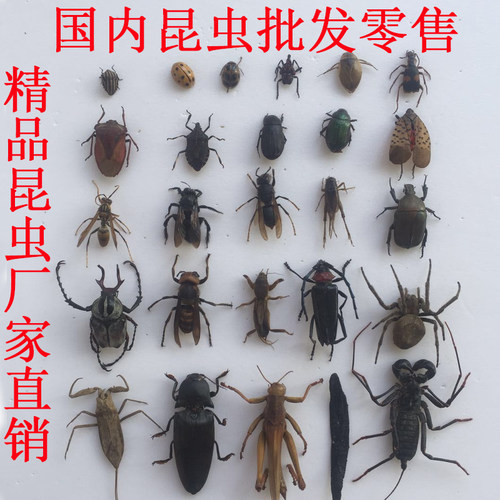 独角仙标本价格 独角仙标本图片 星期三