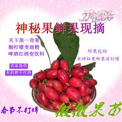 神秘果鲜果果干神奇改变味觉酸变甜解酒蜜拉圣果时令水果变味果干