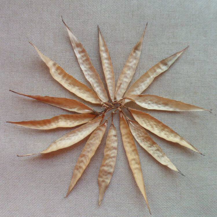 天然植物萝藦壳 天浆壳26个有柔韧性 牛角蔓 哈喇瓢羊角 果萝荚