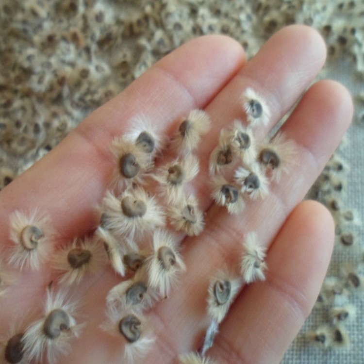 天然木槿花种子 自然原色5克 野外干果果实 风干 真花 花束 装饰