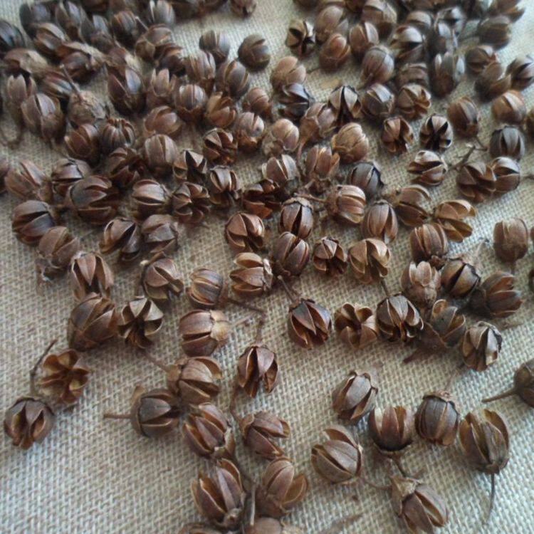 天然紫薇果100个 自然原色 野外干花干果果实 手工拍照背景装饰