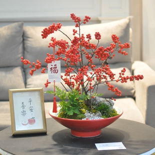 长沙北美冬青盆栽带果子室内客厅拜访观果植物红果开业送喜庆耐寒