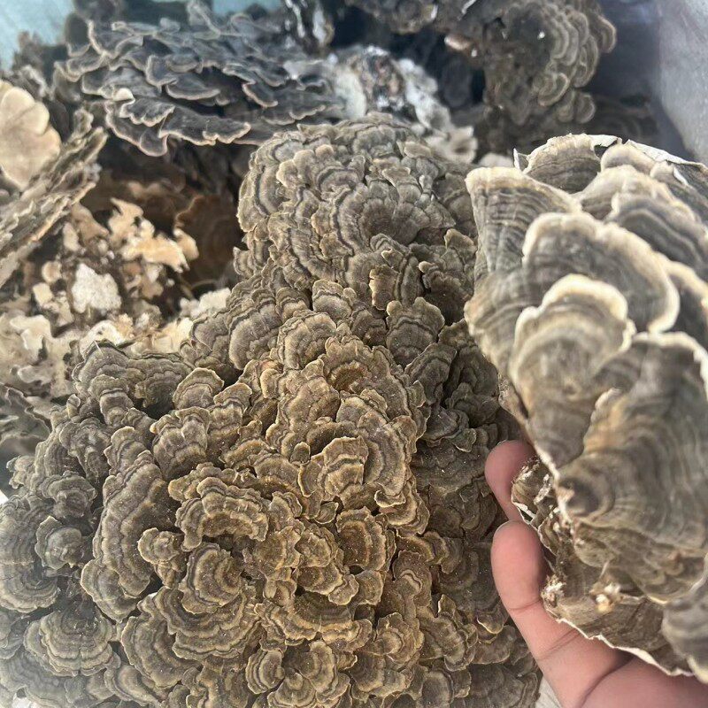 长白山中药野生云芝 整枝灵芝 云芝蘑 云之蘑灵芝 云芝 500克包邮