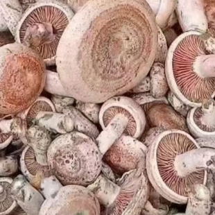 安徽土特产新鲜三九菇野生菌毛草菇松树菇枞树菇寒菌铜绿菇黄枞菌