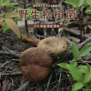 安徽土特产新鲜三九菇野生菌毛草菇松树菇枞树菇寒菌铜绿菇黄枞菌