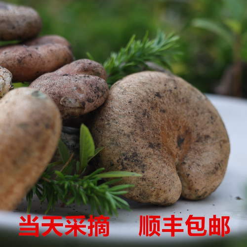 新鲜松树菌 黄枞菌 毛草菇 野生菌 乌菌 松乳菇 谷熟菌 枞树菌 菇