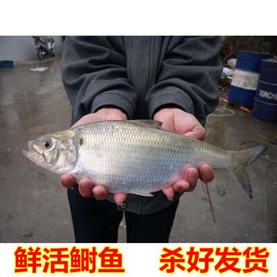 新鲜鲥鱼600-700g美味佳肴,可供酒店批发零售