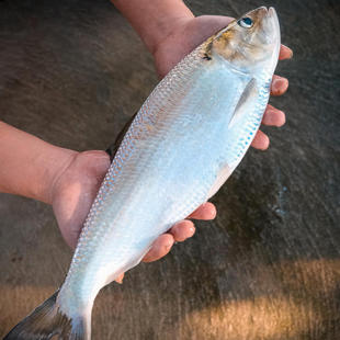新鲜冷冻细鳞鲥鱼 鲥鱼 海鲜 1.2斤左右每条价钱