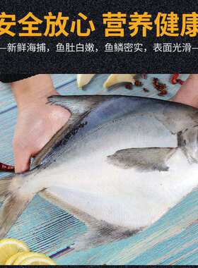 大东海鲳鱼新鲜冷冻白鲳鱼银鲳鱼野生平鱼海鲜水产活扁鲳