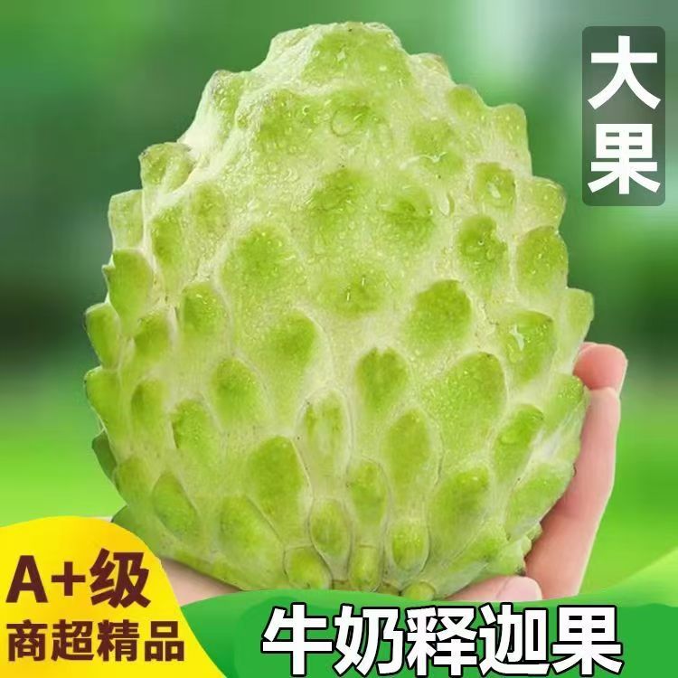 新鲜基地直发超甜云南牛奶图片