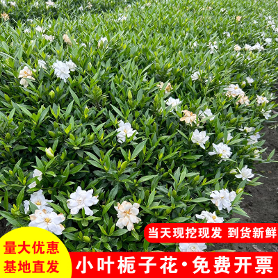 小叶栀子花树苗重瓣四季常青地栽工程绿化植物小苗根系发达好养活