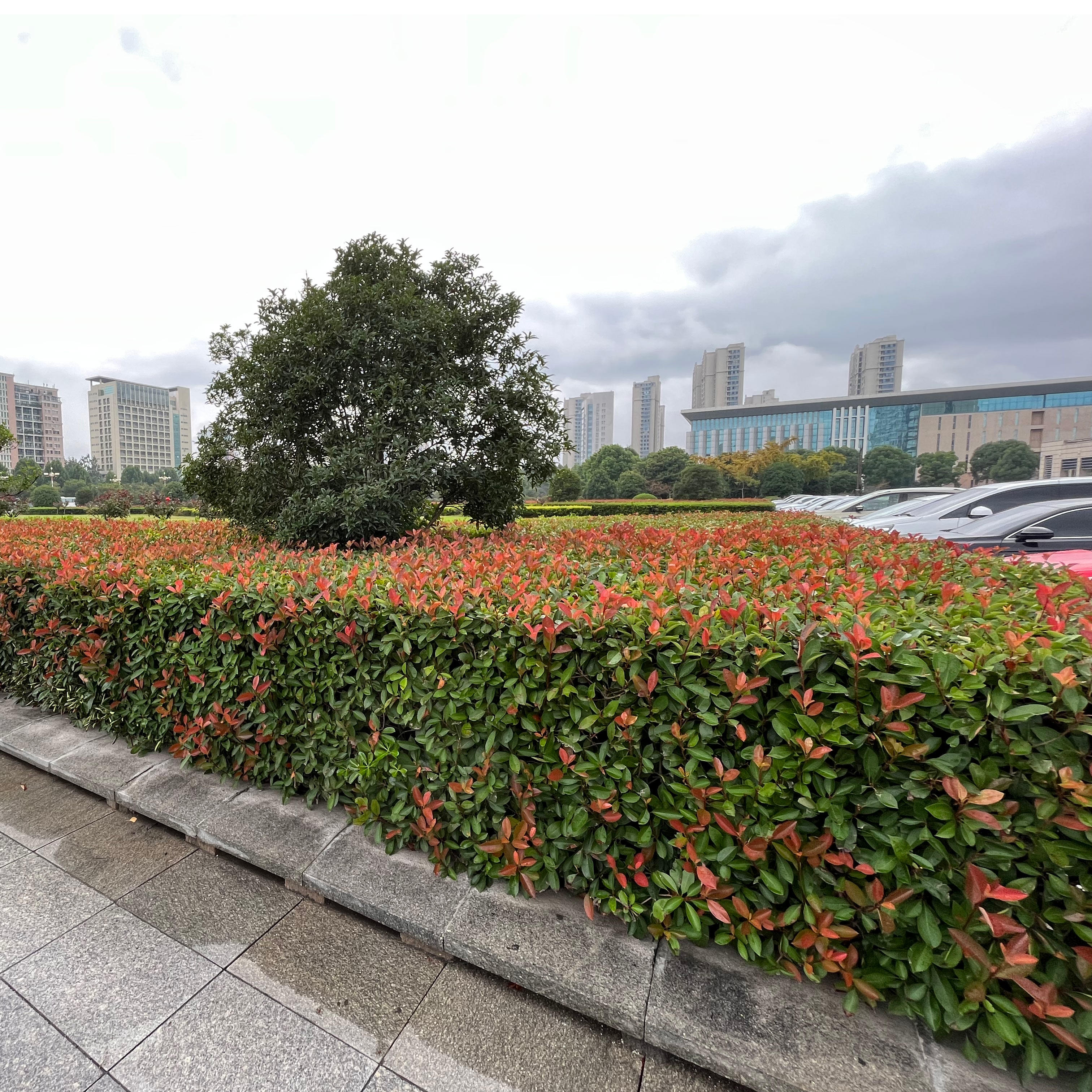 红叶石楠球树苗火焰红篱笆苗围墙绿篱植物庭院绿化苗四季常青耐寒