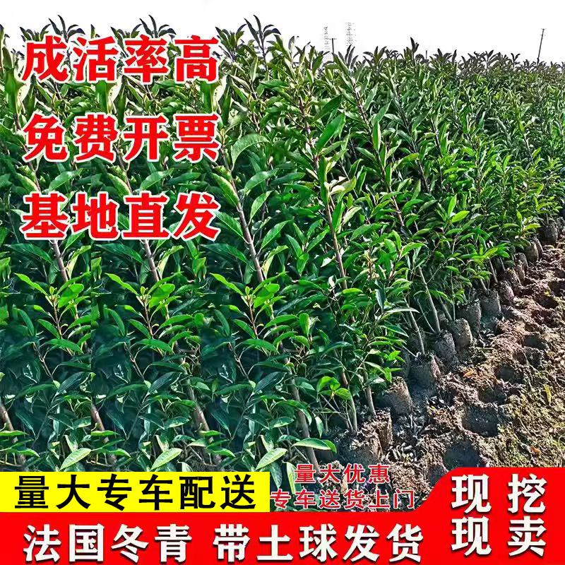 冬青树篱笆苗北海道黄杨好养易活图片