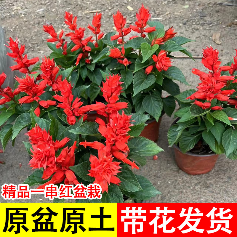 一串红花苗盆栽地栽室内外庭院花卉绿化工程草花苗带花发货串串红