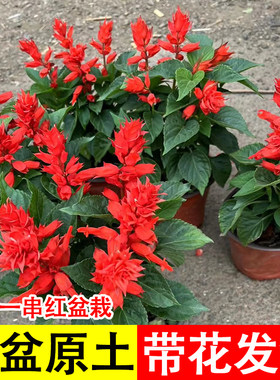 一串红花苗盆栽地栽室内外庭院花卉绿化工程草花苗带花发货串串红