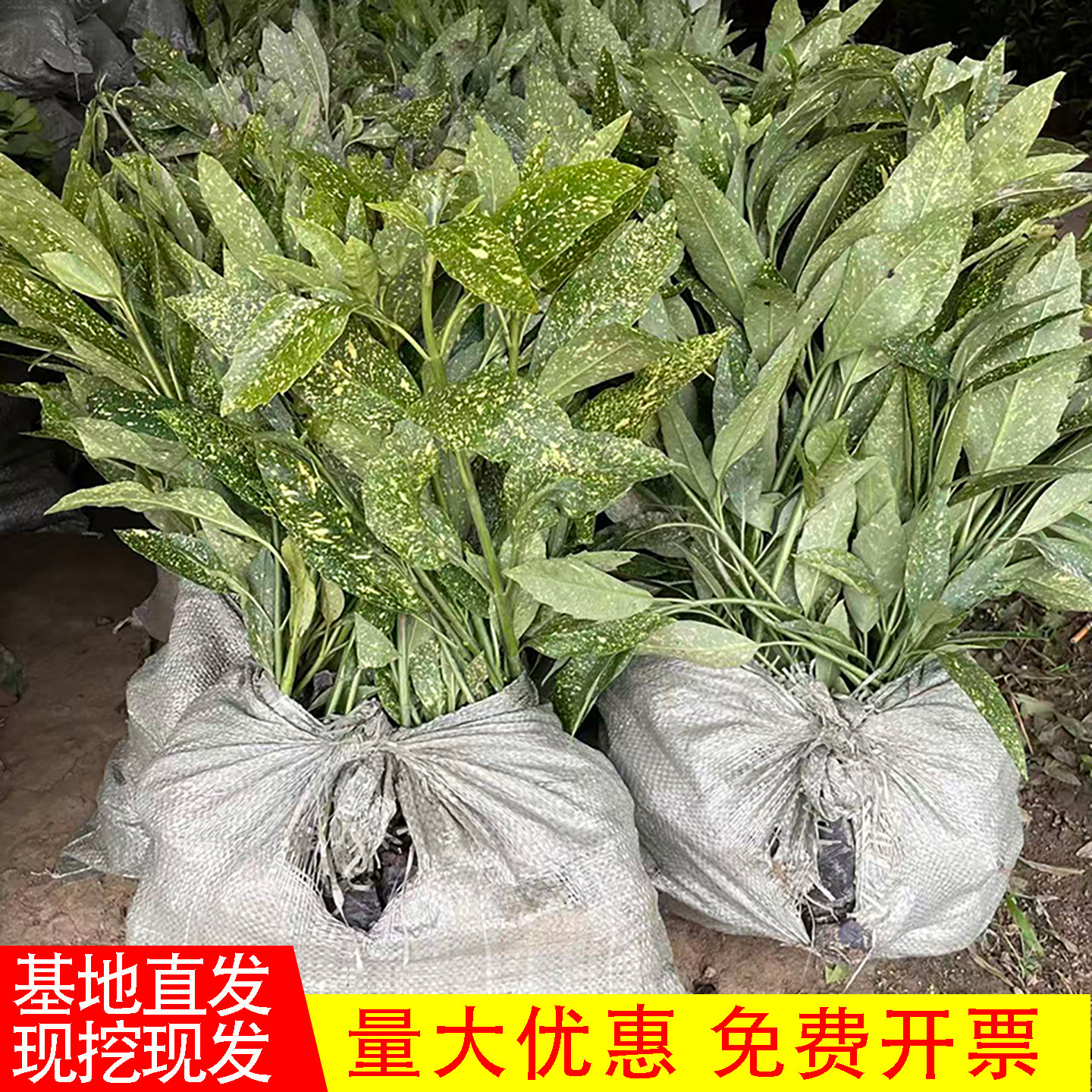 洒金珊瑚树苗四季常绿彩叶灌木类观叶植物庭院盆栽绿化桃叶珊瑚苗图片