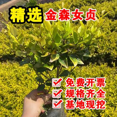 金森女贞树苗观叶好养活四季常绿金森女贞球树苗绿篱庭院绿化植物