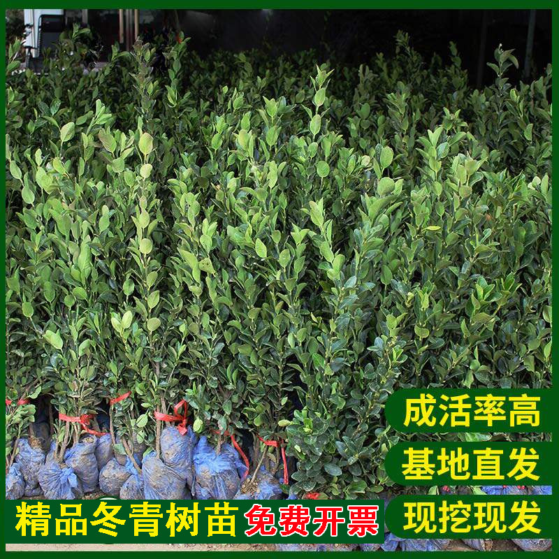 基地直发当天现挖现发冬青树苗