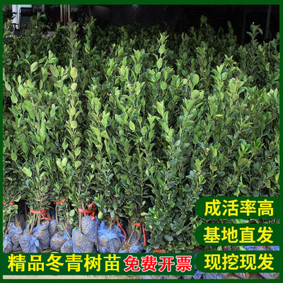 基地直发当天现挖现发冬青树苗