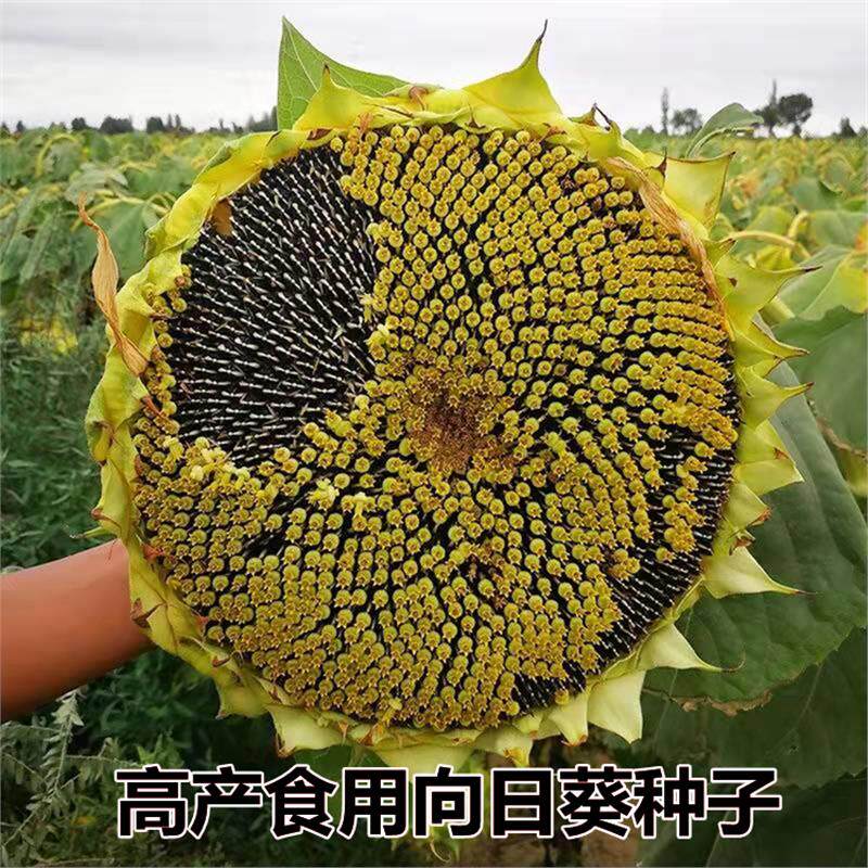 矮生食用向日葵种子易种高产瓜子家庭园艺种子
