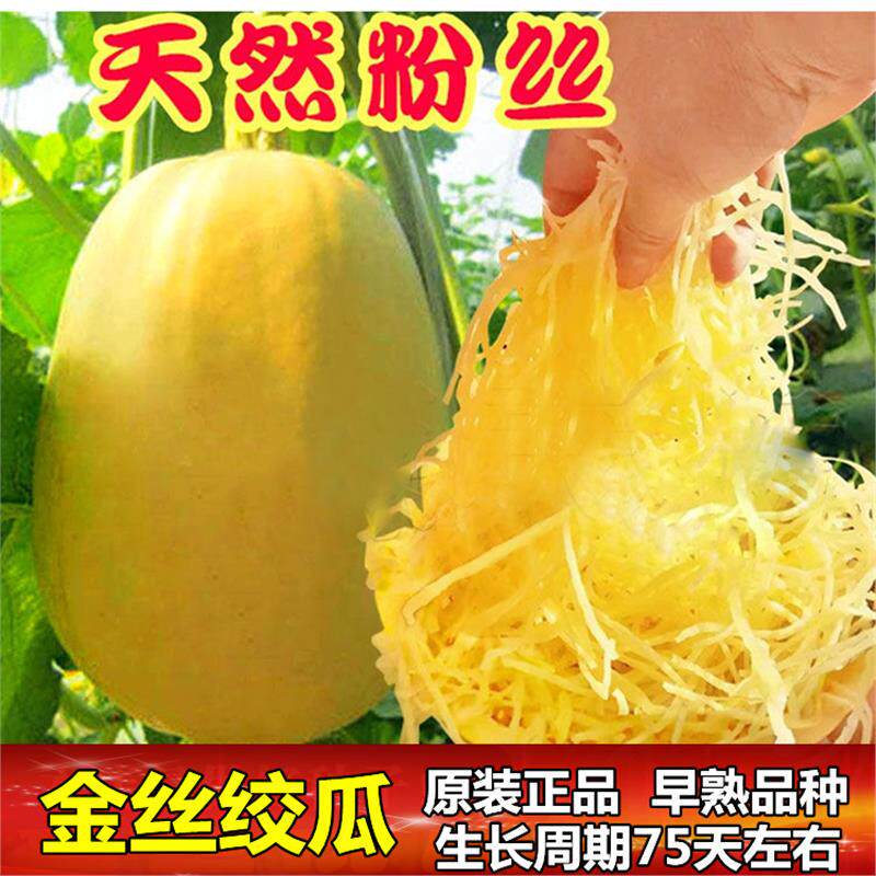 金丝绞瓜种子搅瓜种籽金丝瓜四季蔬菜种子天然粉丝南瓜金丝鱼翅瓜