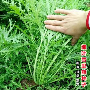 雪里红种子雪里蕻小细叶雪菜咸菜籽四季青蔬菜孑排菜芥菜籽阳台种