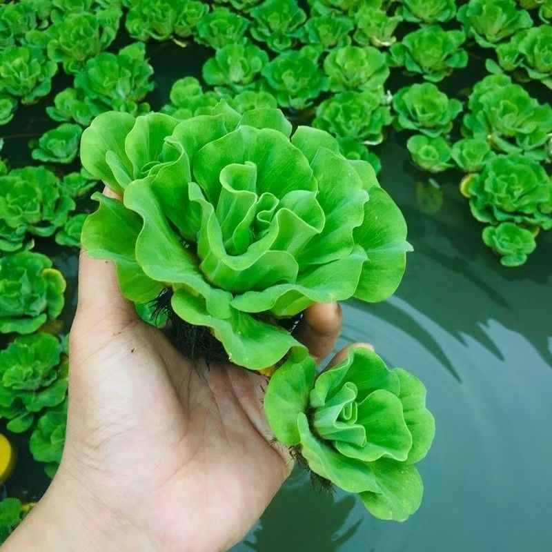 牡丹萍浮萍水草净化水质水培植物花卉庭院阳台鱼龟虾缸养殖微景观