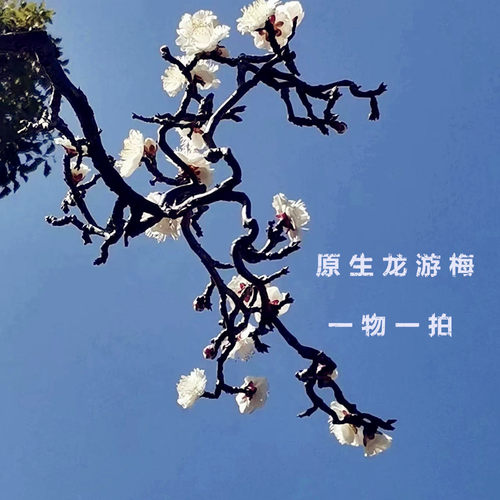 一物一拍 梅花盆栽盆景 原生龙游梅 垂梅 南北方栽植 耐寒