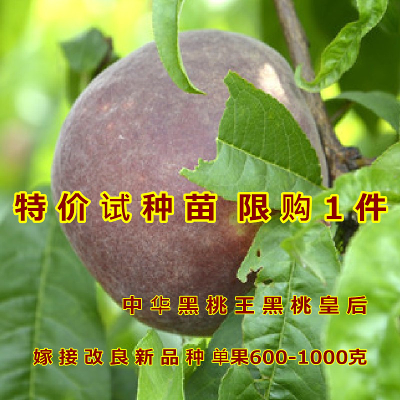 果树苗中华黑桃王桃树苗嫁接黑桃皇后水果树苗当年结果南北方种植