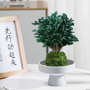 蓝湖柏盆栽 蓝色波尔瓦蓝柏蓝冰柏净化空气 耐寒花园庭院绿植花卉