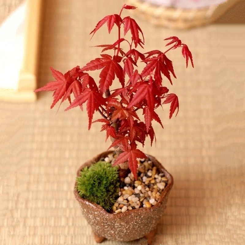 盆栽花卉美国红枫树苗嫁接苗日本红枫观叶植物盆景果树苗室内庭院