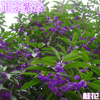 紫色桂花树苗新品桂花