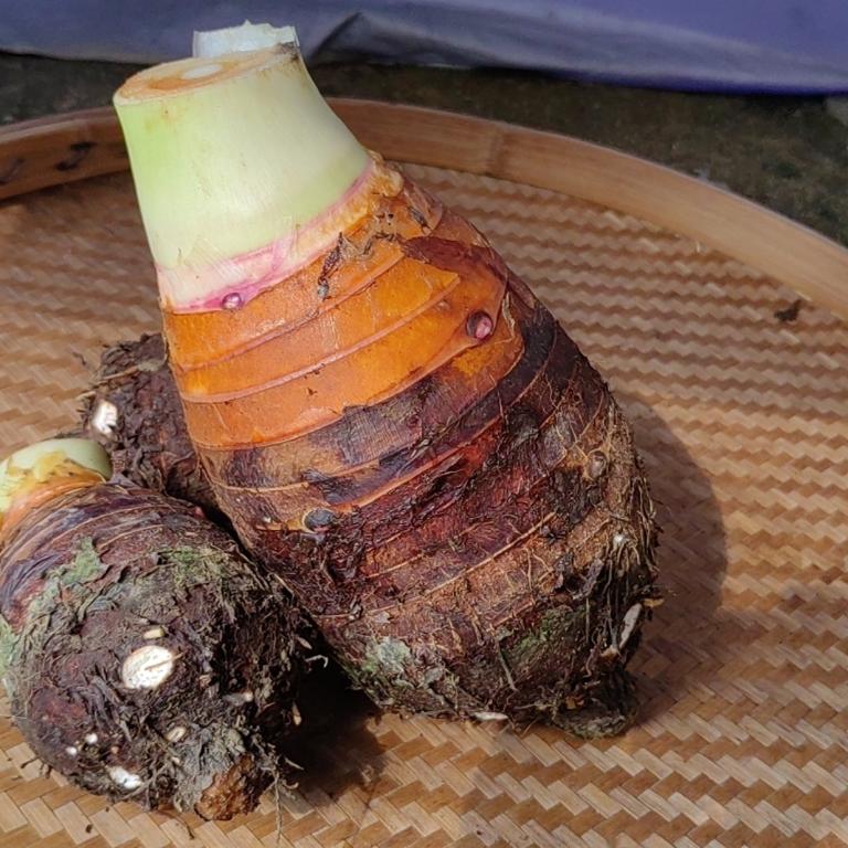广西荔浦品种大芋头新鲜香芋现挖槟榔芋毛芋紫藤芋9斤包邮大芋头