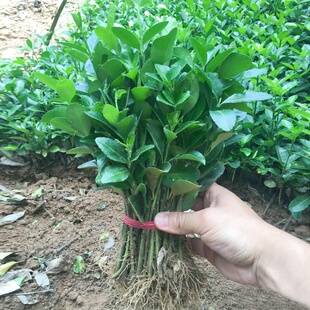 冬青苗卫矛树苗冬青球北海道大叶黄杨庭院篱笆道路绿化苗长青耐寒