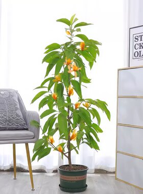 白兰花盆栽花卉植物窒内玉兰树苗带花苞四季开花浓香型黄角兰好养