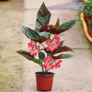 竹节海棠花鳟鱼秋海棠卉盆栽大叶斑点易活四季阳台观叶秋海棠好养