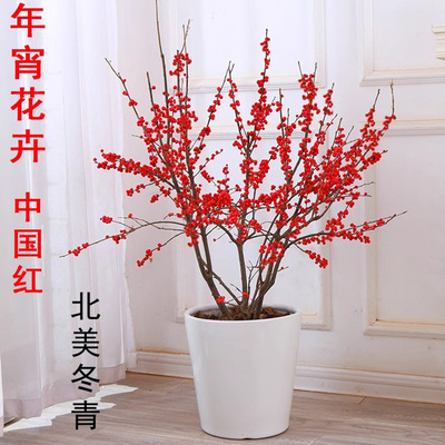 北美冬青树苗大小盆栽年宵花卉带果满堂红红果地盆栽耐寒植物庭院