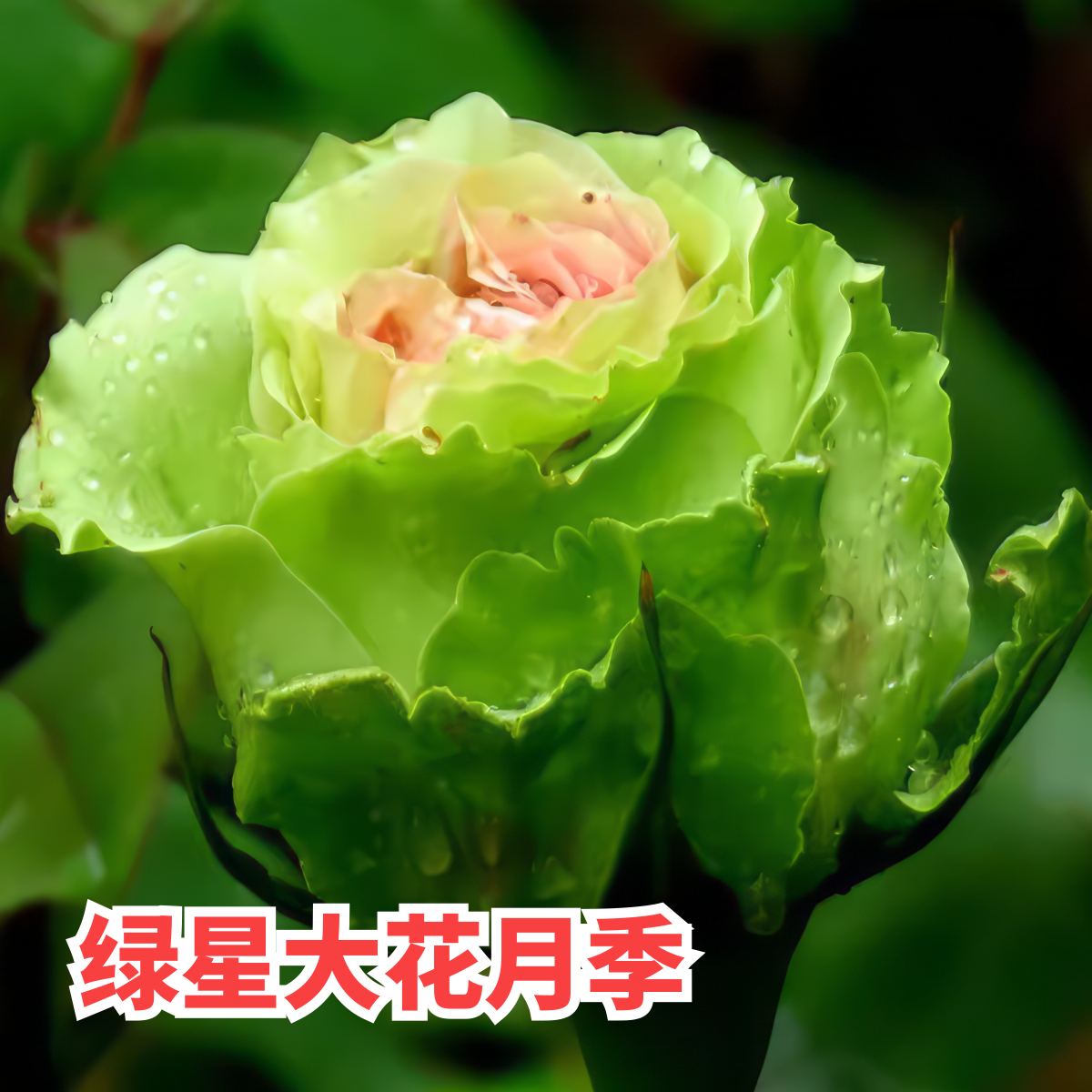 绿星月季花大苗绿色包子花朵四季花卉植物阳台别墅玫瑰盆栽特大花,鲜花速递/花卉仿真/绿植园艺,月季/蔷薇/玫瑰,淘宝优惠券,粉丝福利购,淘宝优惠卷