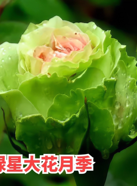绿星月季花大苗绿色包子花朵四季花卉植物阳台别墅玫瑰盆栽特大花