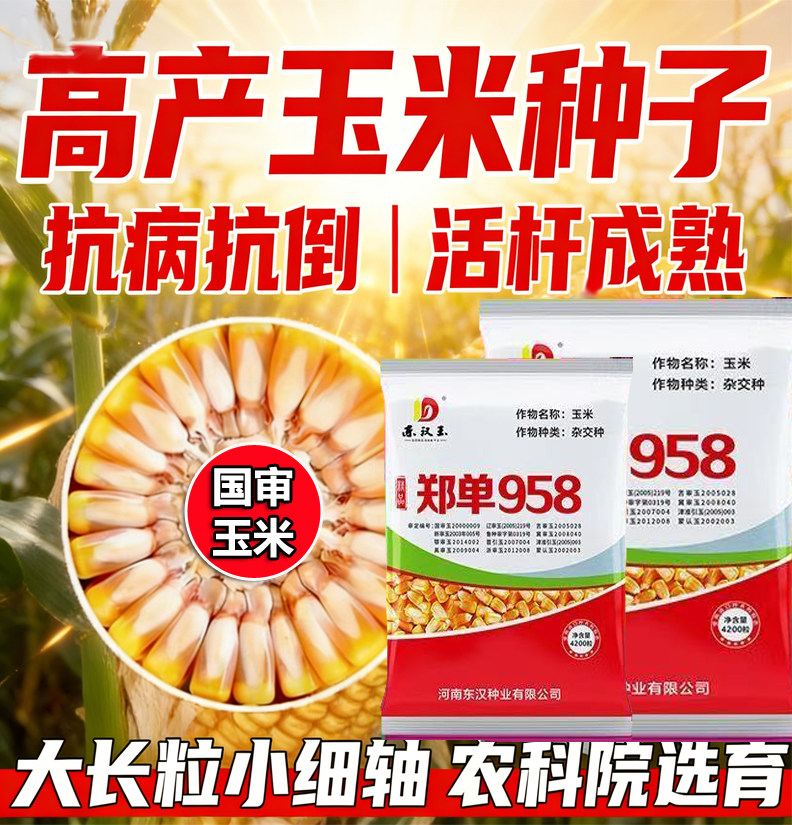 郑单958农科院高产玉米种子新品脱水快封顶性好抗倒伏强苞米种子,农用物资,玉米种子/种苗,淘宝优惠券,粉丝福利购,淘宝优惠卷