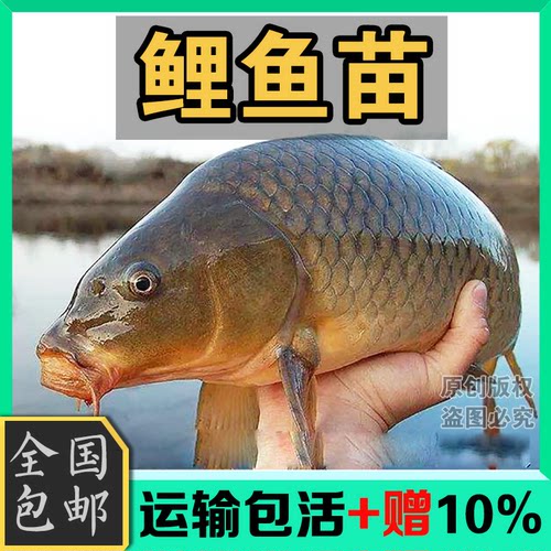 鲤鱼苗小活鱼黄河鲤淡水鱼苗