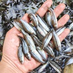 淡水鲈鱼苗养殖食用加州鲈鱼冷水鱼卢鱼苗大口黑鲈路亚观赏鱼猛鱼