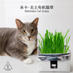 未卡vetreska无土猫草水培种子猫薄荷猫咪零食去毛球化毛猫草种子