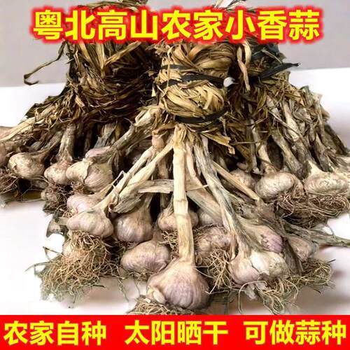 连州蒜头独头蒜小香蒜农家本地土蒜香蒜紫皮白衣大蒜盆栽种植栽培