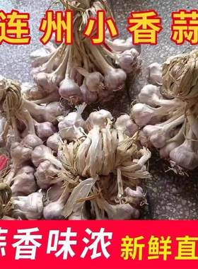 粤北连州蒜头独头蒜小香蒜农家本地土蒜香蒜紫皮蒜白衣蒜盆栽种植