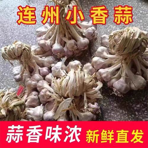 粤北连州蒜头独头蒜小香蒜农家本地土蒜香蒜紫皮蒜白衣蒜盆栽种植