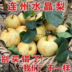 连州水晶梨6月25号左右上市 可收藏关注。